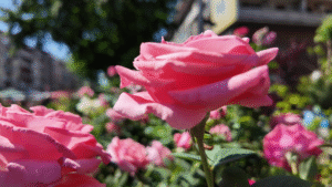 Vlcsnap 2025 05 10 12h36m00s761