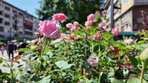 Vlcsnap 2025 05 10 12h36m11s813